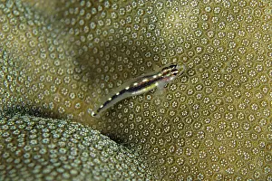 Pygmygoby: Sebree's Pygmygoby on coral - Cristo Rei dive site, Dili