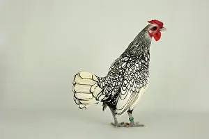 Studios: Sebright cock on white background