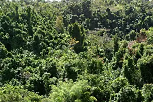 Secondary: Secondary forest