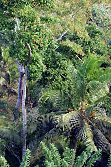 Secondary: Secondary Forest