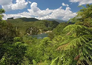 Secondary: Secondary forest in Waimangu geothermal area