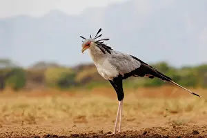 Oiseau: SECRATARY BIRD