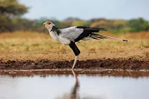 Mare: SECRATARY BIRD