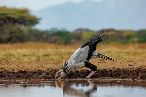 Mare: SECRATARY BIRD
