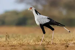 Oiseau: SECRATARY BIRD