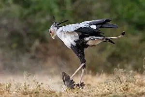 Oiseau: SECRATARY BIRD and Mourning Dove