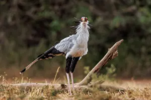 Oiseau: SECRATARY BIRD and Mourning Dove