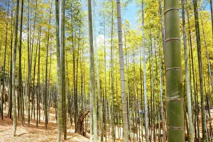 Secret: The secret bamboo forest of Fushimi Inari Shrine o