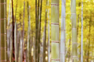 Secret: The secret bamboo forest of Fushimi Inari Shrine o