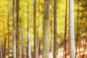 Secret: The secret bamboo forest of Fushimi Inari Shrine o