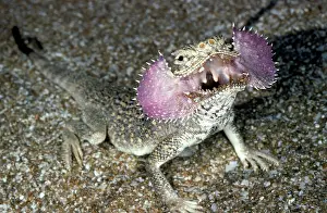 Agamas: Secret Toad-Headed Agama - dispays being disturbed