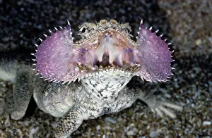 Agamas: Secret Toad-Headed Agama - dispays it's collar