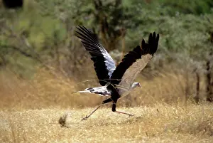Secretary: Secretary Bird