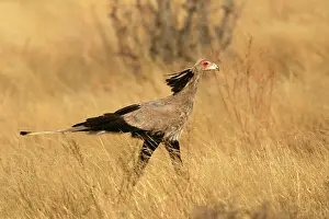 Secretary: Secretary Bird