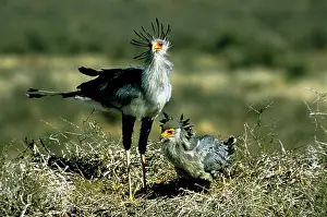 Secretary: SECRETARY BIRD