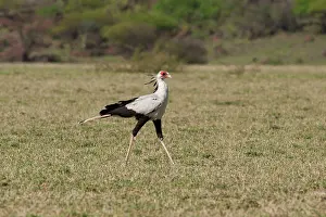 Secretary: Secretary Bird