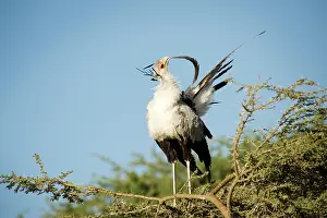 Secretary: Secretary Bird