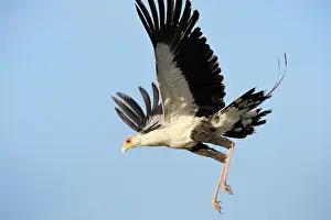 Secretary: Secretary Bird