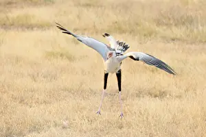 Secretary: Secretary Bird