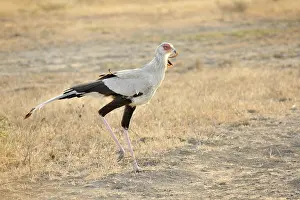 Secretary: Secretary Bird
