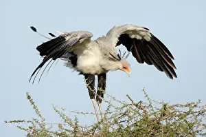 Secretary: Secretary Bird