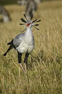 Secretary: Secretary Bird