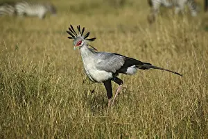 Secretary: Secretary Bird