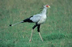 Secretary: Secretary Bird