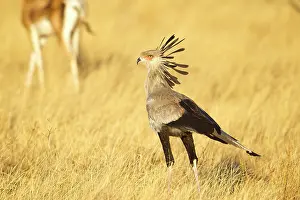 Secretary: Secretary Bird