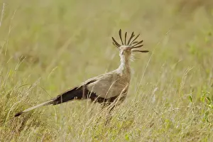 Secretary: Secretary Bird