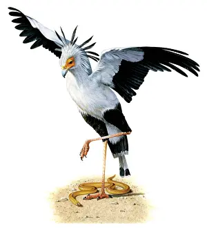 Talons: Secretary Bird