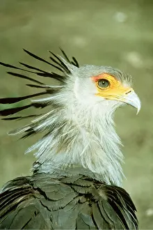 Crests: SECRETARY BIRD - close-up of head