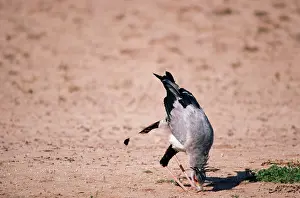 Secretary: Secretary Bird - eating grasshopper