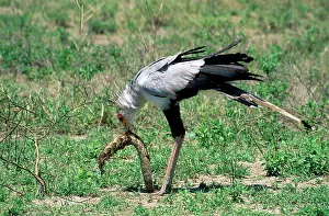 Puff: Secretary Bird - eating puff adder (Bitis arietans)