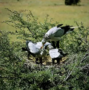 Secretary: Secretary Bird - feeding chicks water