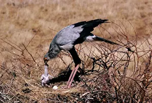 Secretary: Secretary Bird - feeding water to chick