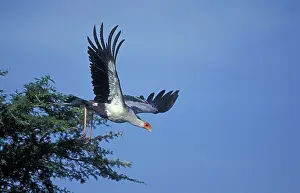 Secretary: Secretary Bird - in flight
