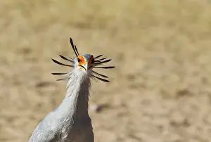 Hairstyle: Secretary Bird - Kalahari Desert, Kgalagadi Transfrontier