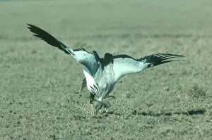 Pouncing: Secretary Bird with Lizard