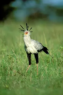 Secretary: Secretary bird - Maasai Mara National Reserve
