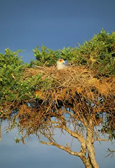 Secretary: SECRETARY BIRD - in nest