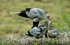 Secretary: Secretary Bird - at nest