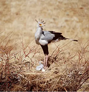 Secretary: SECRETARY BIRD - at nest with chick