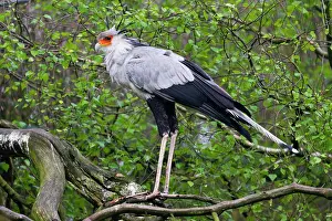 Secretary: Secretary Bird, perched on branch of tree, native
