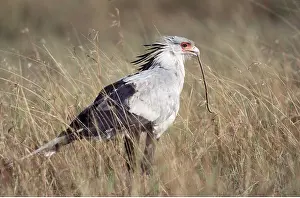 Kill: SECRETARY BIRD - with prey