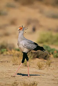 Ingrid Van Den Berg: SECRETARY BIRD - side profile