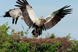 Vertebre: Secretary Bird (Sagittarius serpentarius), building