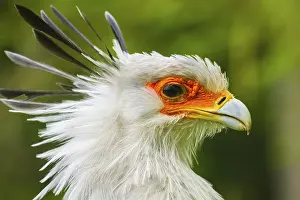 Secretary: Secretary bird (Sagittarius serpentarius), secretary