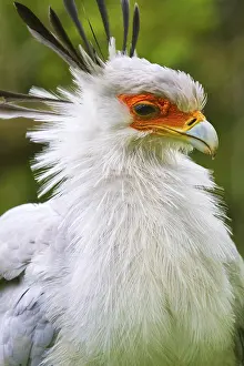 Secretary: Secretary bird (Sagittarius serpentarius), secretary