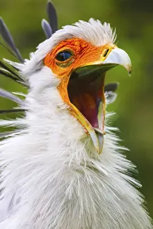 Secretary: Secretary bird (Sagittarius serpentarius), secretary